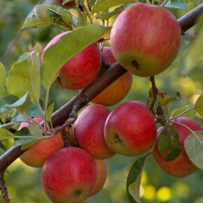 Misket Elma (Amasya) 1 kg