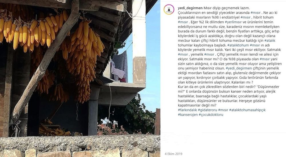 Tane Mısır (Haşlamalık) 1 kg Yedi Değirmen Ata Tohumu Tane Mısır
