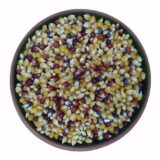 renkli mısır yedi değirmen