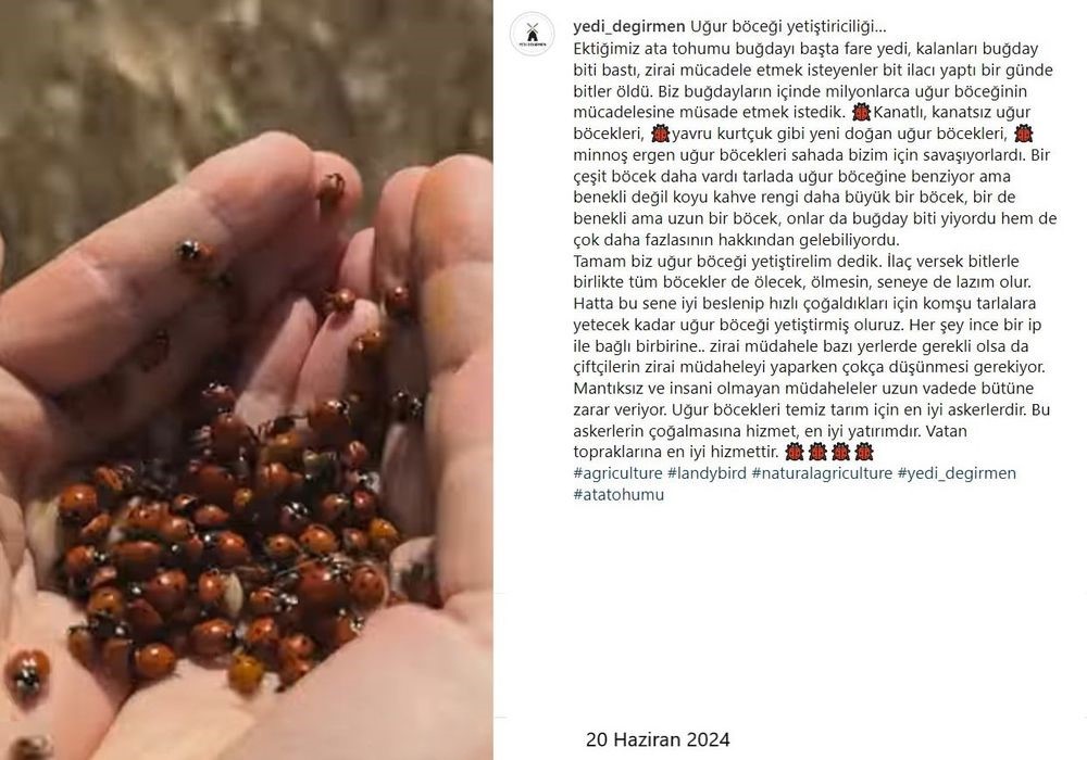 Ham Buğday, Tane Arpa ve Öğütülmüş Çiya Tohumu gibi çok sayıda yerli üretim gıda Yedi Değirmen’de satışta..