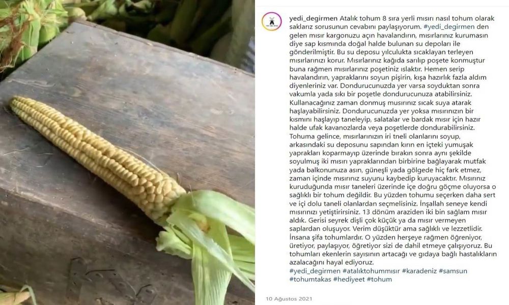 Yedi Değirmen Ata Tohum Taze Mısır